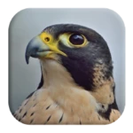 Logo of Peregrine Falcon Sounds android Application 