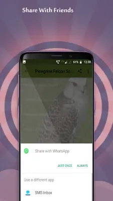 Peregrine Falcon Sounds android App screenshot 0