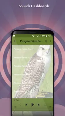 Peregrine Falcon Sounds android App screenshot 2