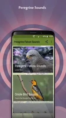 Peregrine Falcon Sounds android App screenshot 4